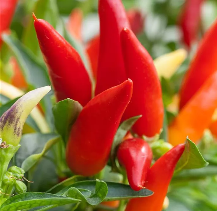 Paprika 'Mini Merino'