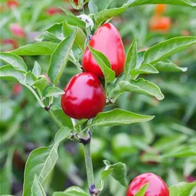 Capsicum annuum Red cherry small Chili