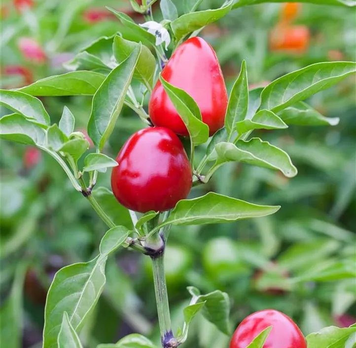 Peperoni 'Red Cherry'