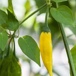 Capsicum annuum 'Yellow Chili Pepper'