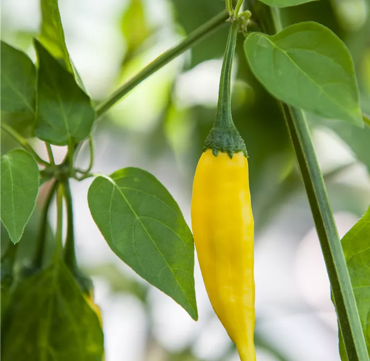 Peperoni 'Sarit Gat'