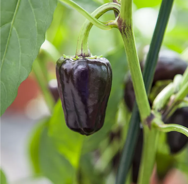 Paprika 'Violetta'