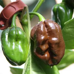 Capsicum chinense Habanero Chocolate