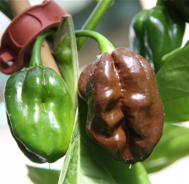 Habanero 'Chocolate'