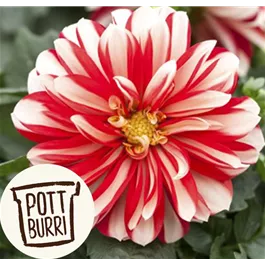 Dahlia Hybride Lubega Power Pottburri