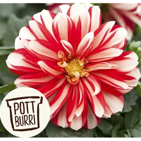 Dahlia Hybride Lubega Power Pottburri