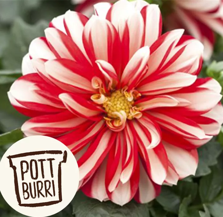 Dahlie Lubega® 'Power'