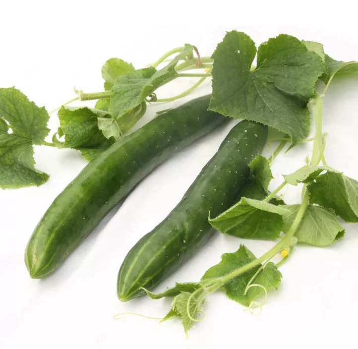 Schlangengurke Tanja