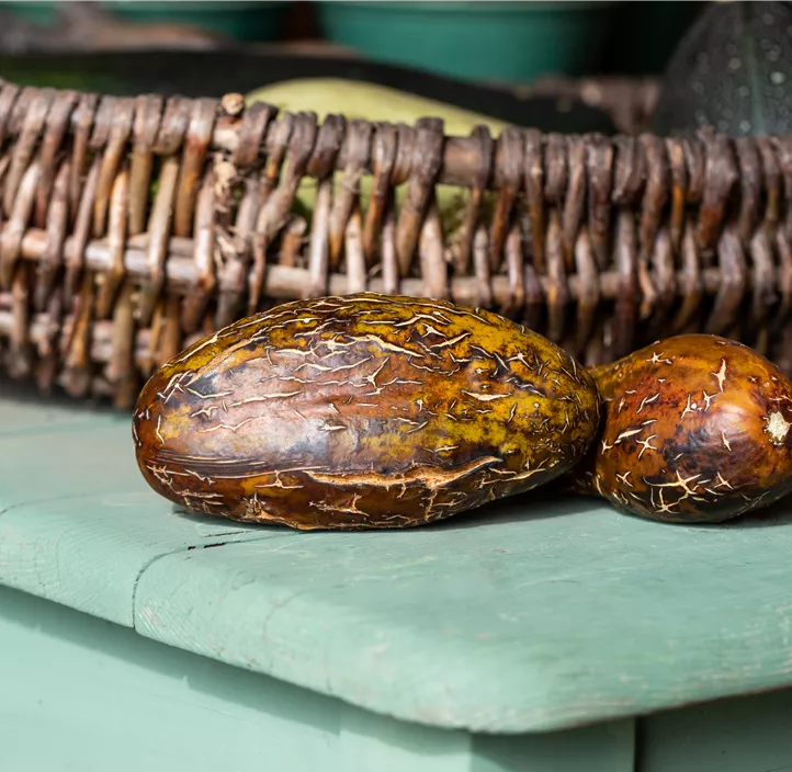 Russische Gurke 'Salome'