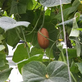 Cucumis sikkimensis russische Gurke Salome