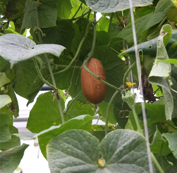 Russische Gurke 'Salome'