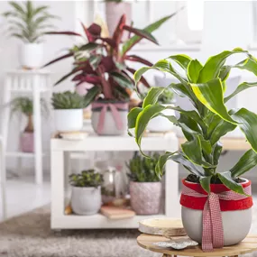 Dracaena fragrans 'Dorado'