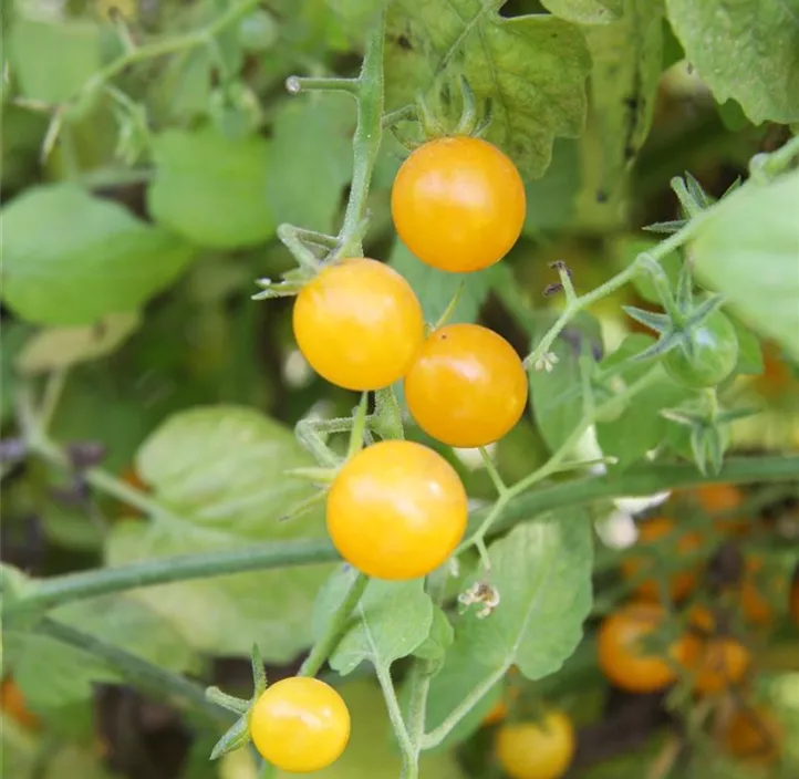 Tomate 'Gelbe Johannisbeere'