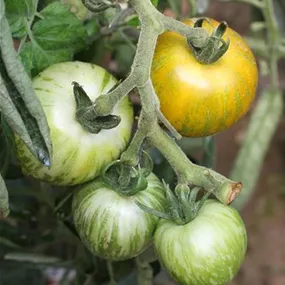 Lycopersicon Green Zebra Tomate
