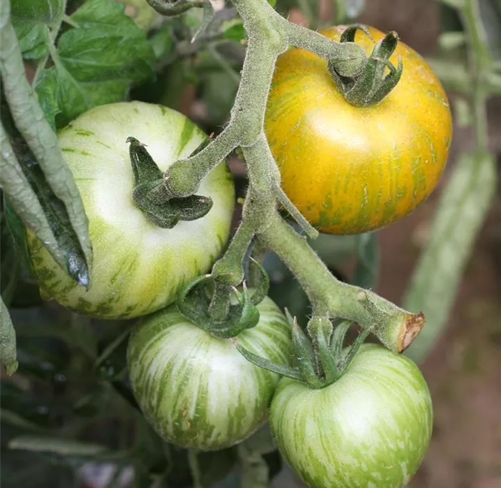 Tomate 'Green Zebra'