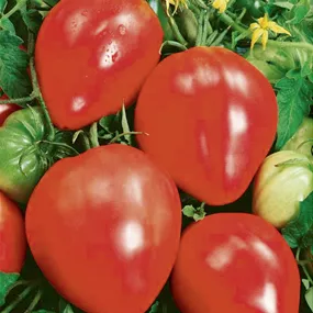 Lycopersicon Ochsenherz Ligure Coure Potente res.