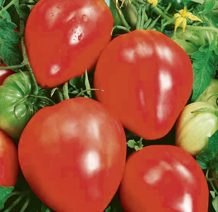 Fleischtomate