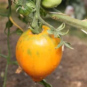 Lycopersicon Ochsenherz orange
