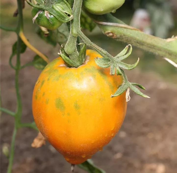Tomate 'Ochsenherz' orange