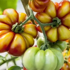 Lycopersicon Reisetomate Voyage