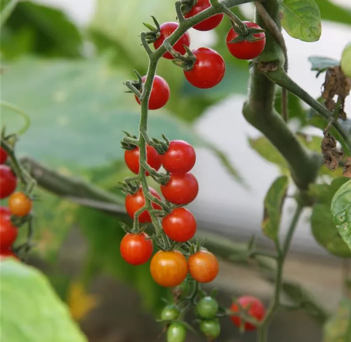 Wildtomate 'Rote Ribisel '