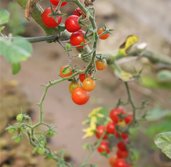 Wildtomate 'Rote Ribisel '