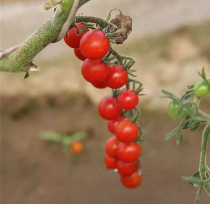 Wildtomate 'Rote Ribisel '