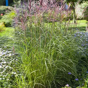 Miscanthus