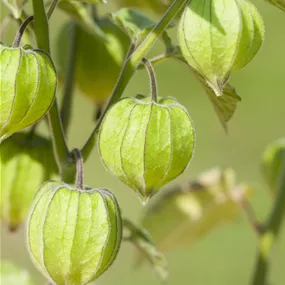 Physalis pubescens Andenbeere Schönbrunner Gold