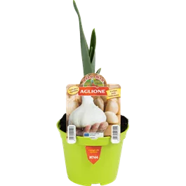 Allium sativum Elephant Garlic