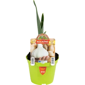 Allium sativum Elephant Garlic