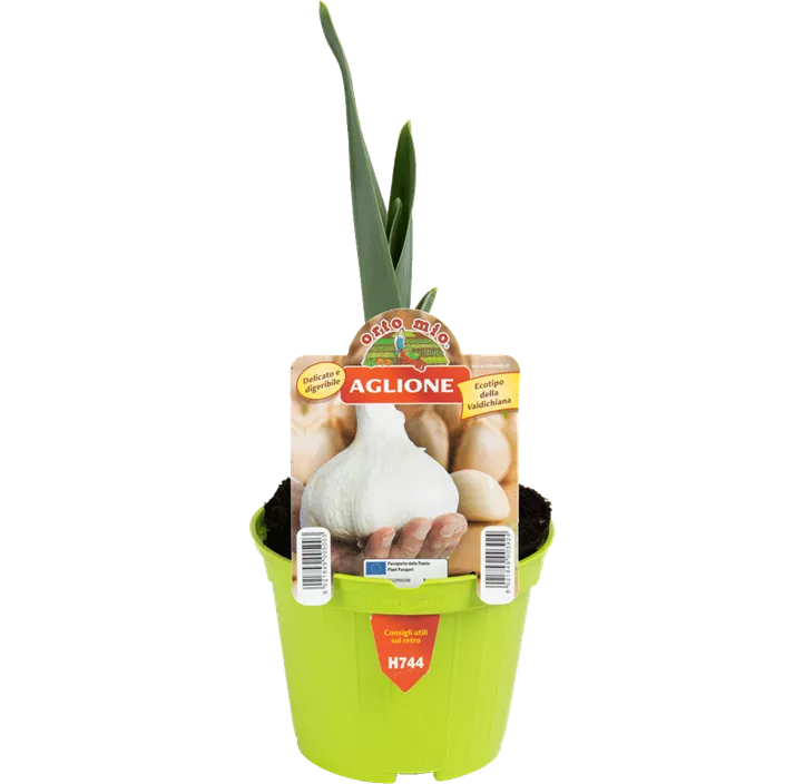 Knoblauch 'Elephant'