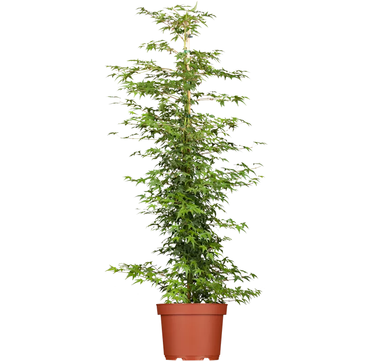 Fächerahorn 'Little Princess'