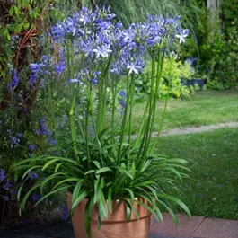 Agapanthus africanus Blue Blush