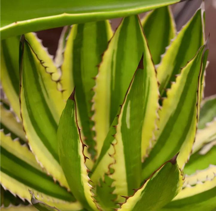 Agave 'Quadricolor'