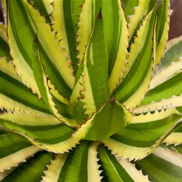 Agave lophanta quadricolor