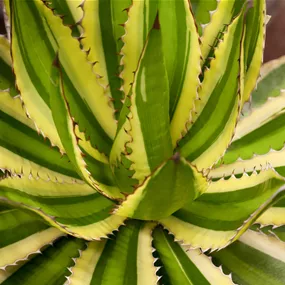 Agave lophanta quadricolor