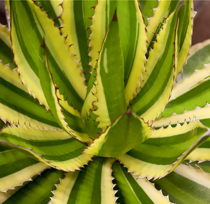 Agave 'Quadricolor'