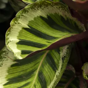 Calathea Hybride Medaillon