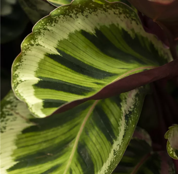 Korbmarante 'Medallion'