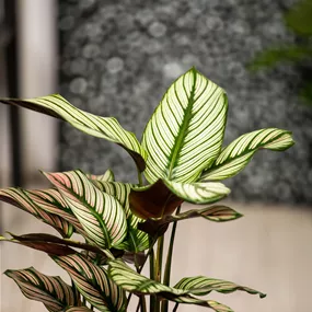 Calathea Hybride Ornata
