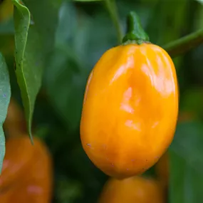 Capsicum chinense Habanero Golden