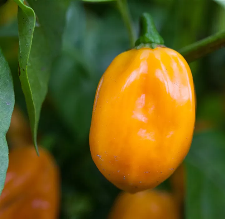 Habanero-Chili 'Goöden'