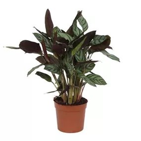 Calathea Insigne