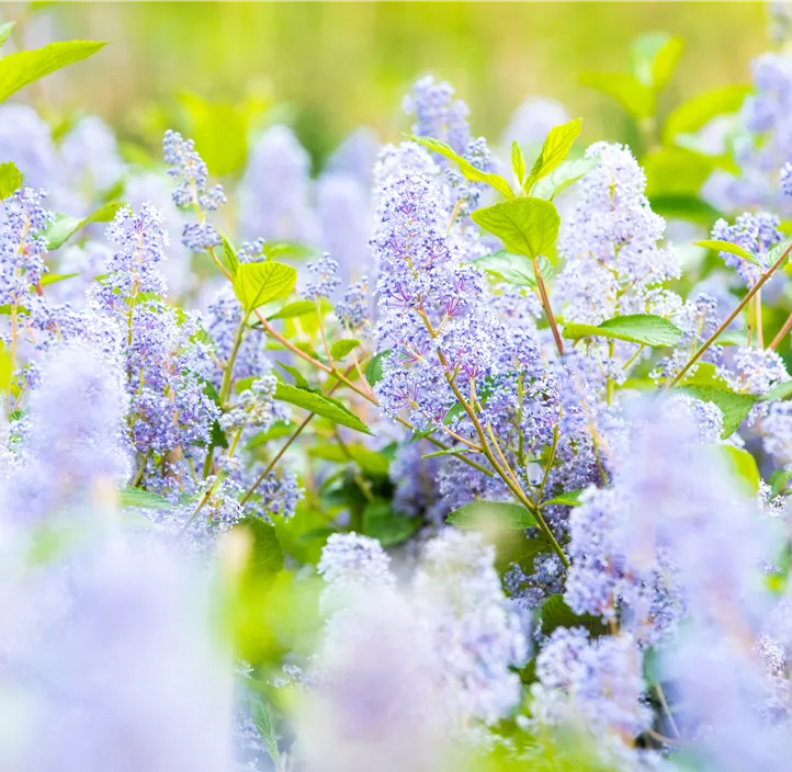 Säckelblume 'Glorie de Versailles'