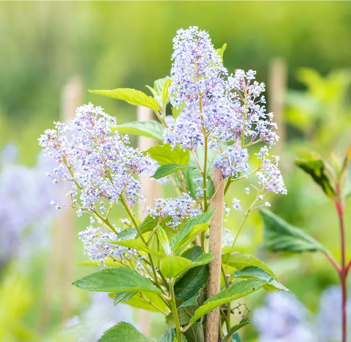 Säckelblume 'Glorie de Versailles'
