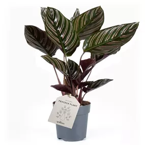 Calathea ornata sanderiana