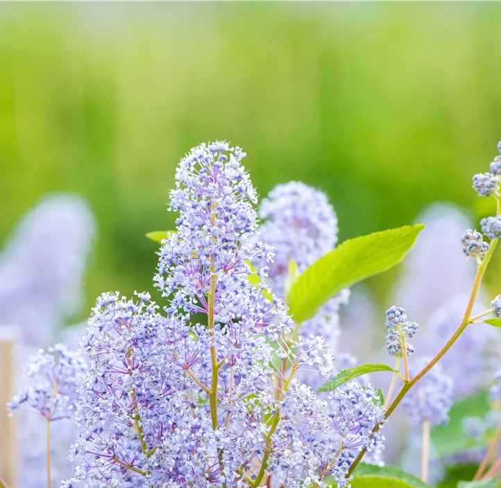Säckelblume 'Glorie de Versailles'