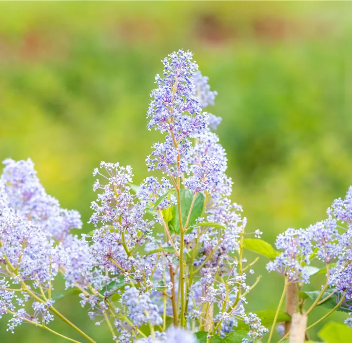 Säckelblume 'Glorie de Versailles'