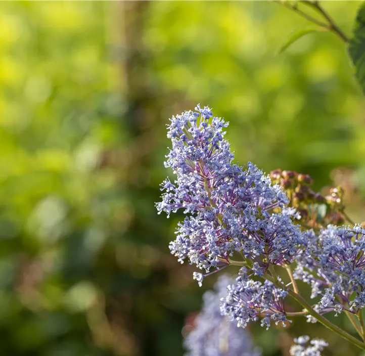Säckelblume 'Glorie de Versailles'